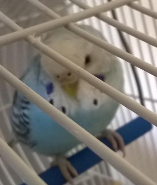 celestina